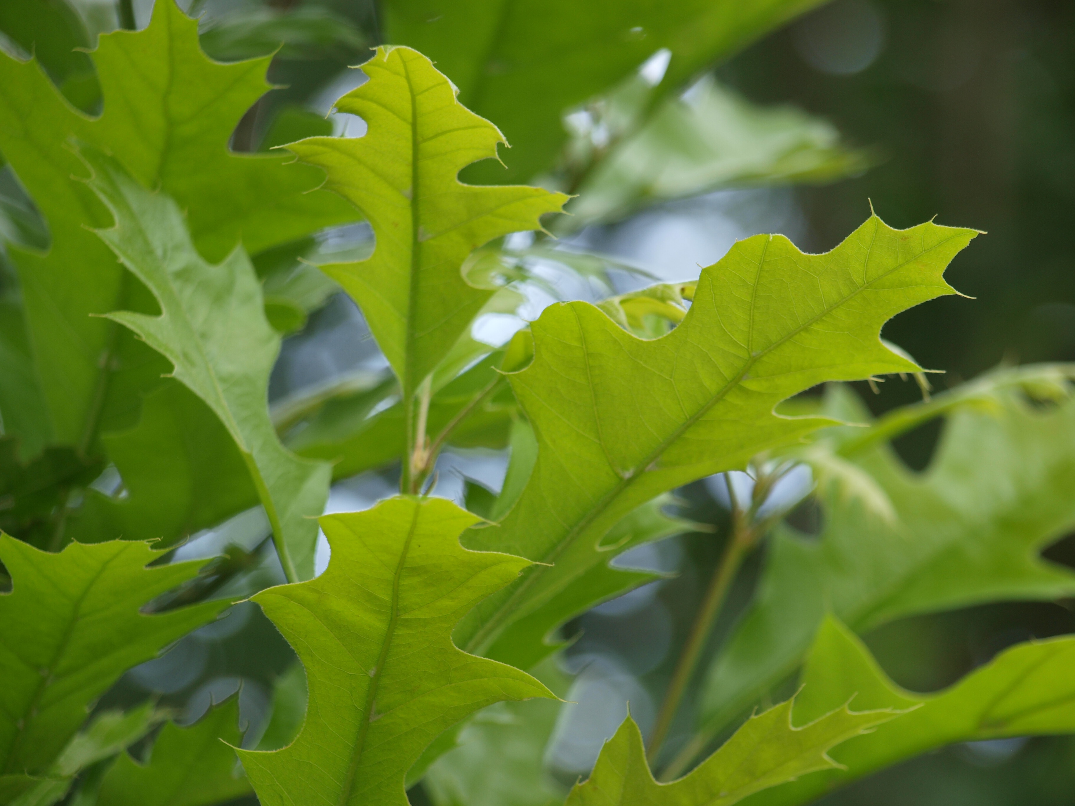 Quercus palustris pringreen 